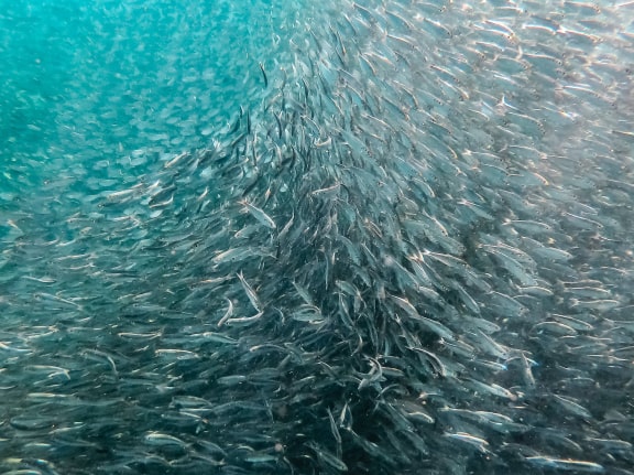 Kleine Kaltwasserfische in klarem Wasser