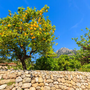 Minimum oder Optimum - Wie wollen Sie versorgt sein?