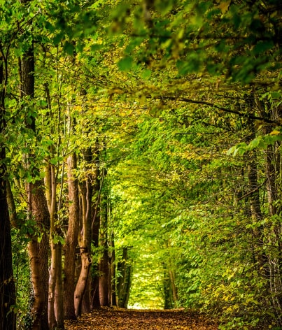 Green deciduous forest